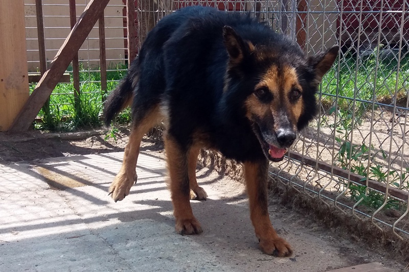 Pies Wojciech odłowiony 22 czerwca 2016r.