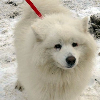 pies Polar znaleziony 09 sztycznia 2017 w okolicach Charbrowa